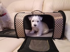 IMG-20200224-WA0015.jpg (112.94 КБ, Просмотров: 2243) IMG-20200224-WA0015.jpg