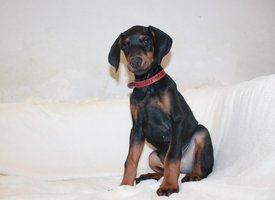 кобель.jpg (240.65 КБ, Просмотров: 3430) кобель.jpg