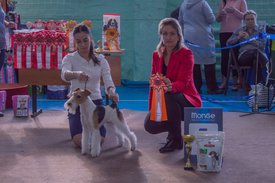 _DSC3701.jpg (86.45 КБ, Просмотров: 10437) _DSC3701.jpg