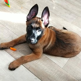 IMG_20200310_074830_028.jpg (163.95 КБ, Просмотров: 3081) IMG_20200310_074830_028.jpg