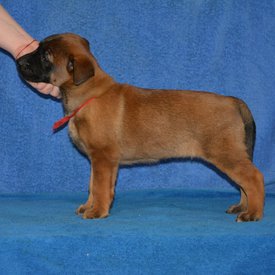 IMG_20200213_190226_116.jpg (68.78 КБ, Просмотров: 2990) IMG_20200213_190226_116.jpg