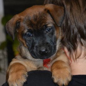 IMG_20200213_190226_117.jpg (67.68 КБ, Просмотров: 3081) IMG_20200213_190226_117.jpg