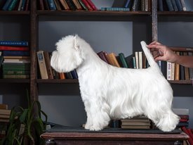 7375_2048.jpg (75.07 КБ, Просмотров: 1711) 7375_2048.jpg