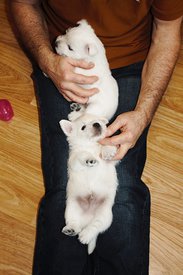 IMG_4403.jpg (85.55 КБ, Просмотров: 1797) IMG_4403.jpg