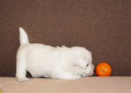 IMG_4436.jpg (39.62 КБ, Просмотров: 1797) IMG_4436.jpg