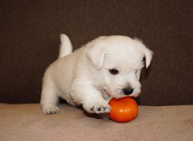 IMG_4440.jpg (46.31 КБ, Просмотров: 1790) IMG_4440.jpg