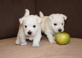 IMG_4446.jpg (52.06 КБ, Просмотров: 1720) IMG_4446.jpg