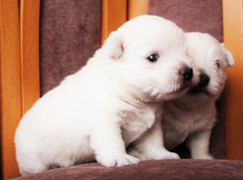 IMG_4291.jpg (81.99 КБ, Просмотров: 1790) IMG_4291.jpg