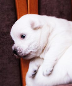 IMG_4304 (2).jpg (45.17 КБ, Просмотров: 1720) IMG_4304 (2).jpg