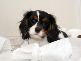 PicsArt_03-25-01.18.18.jpg (214.44 КБ, Просмотров: 2080) PicsArt_03-25-01.18.18.jpg