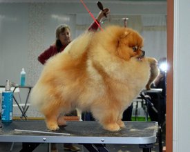 фикторис флейм энжел.jpg (106.05 КБ, Просмотров: 1511) фикторис флейм энжел.jpg