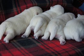 10557522_278401889021184_7502323049715889246_o.jpg (301.06 КБ, Просмотров: 13840) 10557522_278401889021184_7502323049715889246_o.jpg