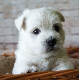 6.jpg (318.4 КБ, Просмотров: 14053) 6.jpg