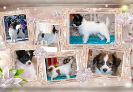 загружено (2).jpg (688.55 КБ, Просмотров: 3549) загружено (2).jpg