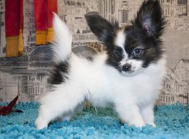 кролик.jpg (264.47 КБ, Просмотров: 3826) кролик.jpg