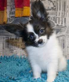 крол.jpg (200.4 КБ, Просмотров: 3482) крол.jpg