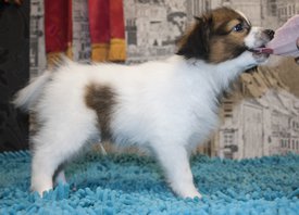 Дрюник.jpg (232.63 КБ, Просмотров: 3548) Дрюник.jpg