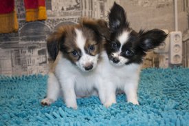 коб.jpg (342.25 КБ, Просмотров: 3838) коб.jpg