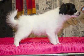 сирень.jpg (297.64 КБ, Просмотров: 3838) сирень.jpg