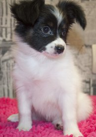 сирен.jpg (143.9 КБ, Просмотров: 3824) сирен.jpg