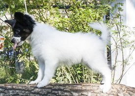 IMG_7580.1.jpg (495.87 КБ, Просмотров: 3368) IMG_7580.1.jpg