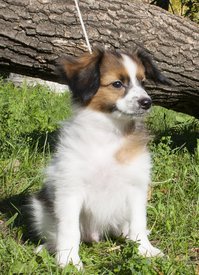 IMG_7606.1.jpg (436.09 КБ, Просмотров: 4147) IMG_7606.1.jpg