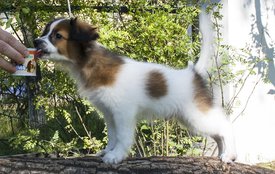 IMG_7592.1.jpg (523.63 КБ, Просмотров: 3379) IMG_7592.1.jpg