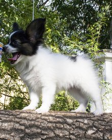 IMG_7620.1.jpg (555.16 КБ, Просмотров: 3721) IMG_7620.1.jpg