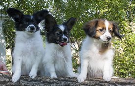 IMG_7634.1.jpg (272.89 КБ, Просмотров: 3711) IMG_7634.1.jpg