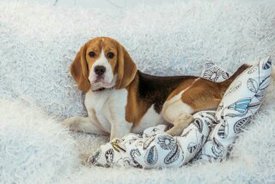 У нас теперь есть собака- Зевс ( парода-Бигль).jpg (18.45 КБ, Просмотров: 28656) У нас теперь есть собака- Зевс ( парода-Бигль).jpg