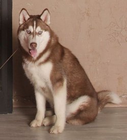 getImage (1).jpg (23.74 КБ, Просмотров: 10171) getImage (1).jpg