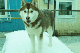 getImage (2).jpg (58.59 КБ, Просмотров: 10536) getImage (2).jpg