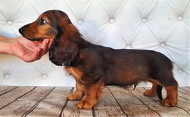 122656681_358720135458932_614781636688033465_n.jpg (174.52 КБ, Просмотров: 1770) 122656681_358720135458932_614781636688033465_n.jpg