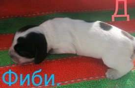 IMG_20210223_125833.jpg (334.12 КБ, Просмотров: 3377) IMG_20210223_125833.jpg