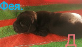 IMG_20210223_125858.jpg (367.09 КБ, Просмотров: 3377) IMG_20210223_125858.jpg