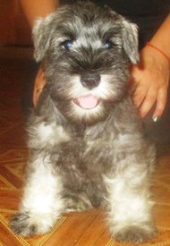 6. кабель Престиж Мохаммед Али фото 3.jpg (137.77 КБ, Просмотров: 2438) 6. кабель Престиж Мохаммед Али фото 3.jpg