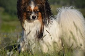 IMG-20210607-WA0107.jpg (59.47 КБ, Просмотров: 7107) IMG-20210607-WA0107.jpg