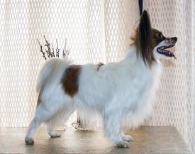 IMG_0312 испр.jpg (724.6 КБ, Просмотров: 7055) IMG_0312 испр.jpg