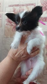 20210711_150948 испр.jpg (225.82 КБ, Просмотров: 7052) 20210711_150948 испр.jpg