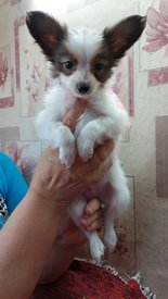 20210711_151552 (2)испр.jpg (242.15 КБ, Просмотров: 7257) 20210711_151552 (2)испр.jpg