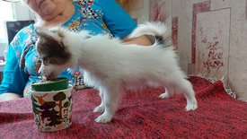 20210711_151940испр.jpg (279.39 КБ, Просмотров: 7264) 20210711_151940испр.jpg