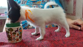 20210711_150358испр.jpg (468.28 КБ, Просмотров: 7259) 20210711_150358испр.jpg