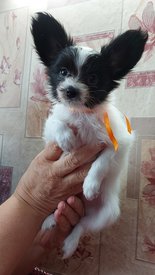 20210711_150604испр.jpg (226.4 КБ, Просмотров: 7184) 20210711_150604испр.jpg