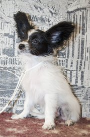 IMG_8054.1.jpg (247.17 КБ, Просмотров: 6651) IMG_8054.1.jpg