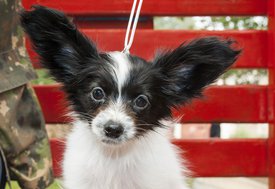 IMG_8034.1.jpg (228.61 КБ, Просмотров: 6654) IMG_8034.1.jpg