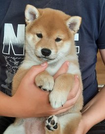 WhatsApp Image 2021-09-07 at 18.57.23.jpeg (252.22 КБ, Просмотров: 2505) WhatsApp Image 2021-09-07 at 18.57.23.jpeg