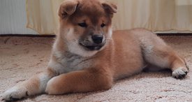 WhatsApp Image 2021-09-07 at 18.57.03.jpeg (119.13 КБ, Просмотров: 2505) WhatsApp Image 2021-09-07 at 18.57.03.jpeg