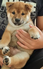 WhatsApp Image 2021-09-07 at 18.56.48.jpeg (240.23 КБ, Просмотров: 2505) WhatsApp Image 2021-09-07 at 18.56.48.jpeg