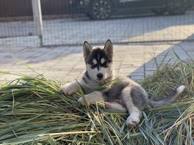 90D88F7B-BCDC-45D4-ADA0-E0B54F0EE8D6.jpeg (114.01 КБ, Просмотров: 2252) 90D88F7B-BCDC-45D4-ADA0-E0B54F0EE8D6.jpeg