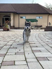 676B276E-35AB-4BD6-8EF6-FF34D9DDFB90.jpeg (96.3 КБ, Просмотров: 2253) 676B276E-35AB-4BD6-8EF6-FF34D9DDFB90.jpeg